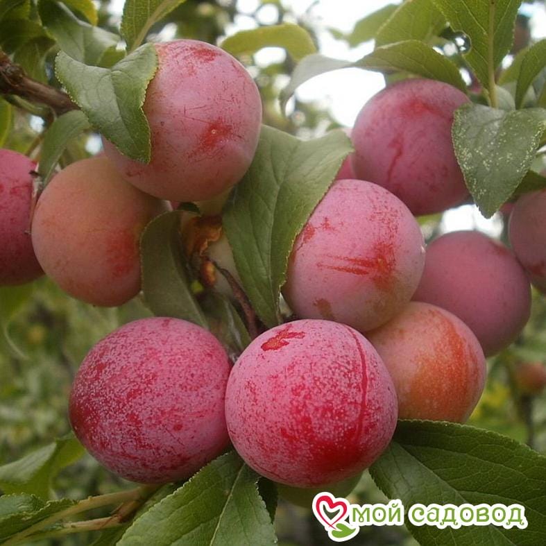 Слива Оцарк Премьер