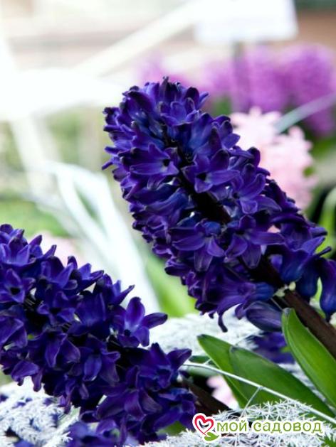 Гиацинт Блю Сапфир