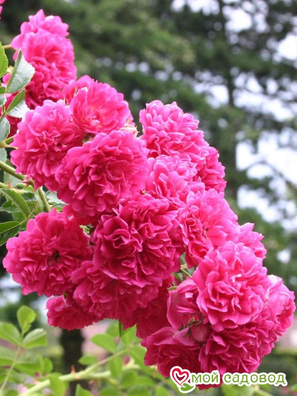 Роза Эксцельза