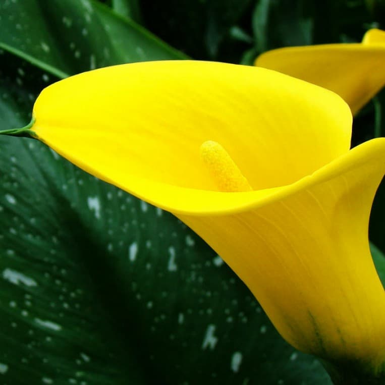 Калла Саншайн