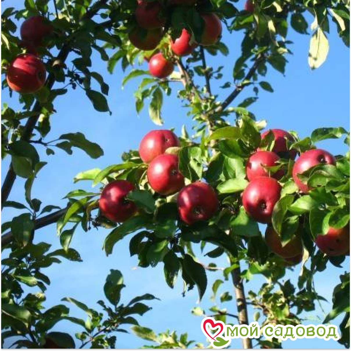 Яблоня Коваленковское