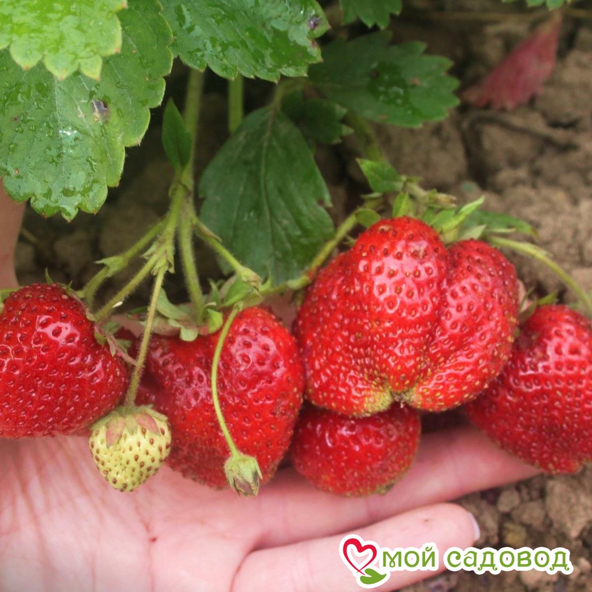 Клубника Крупноплодная Александра