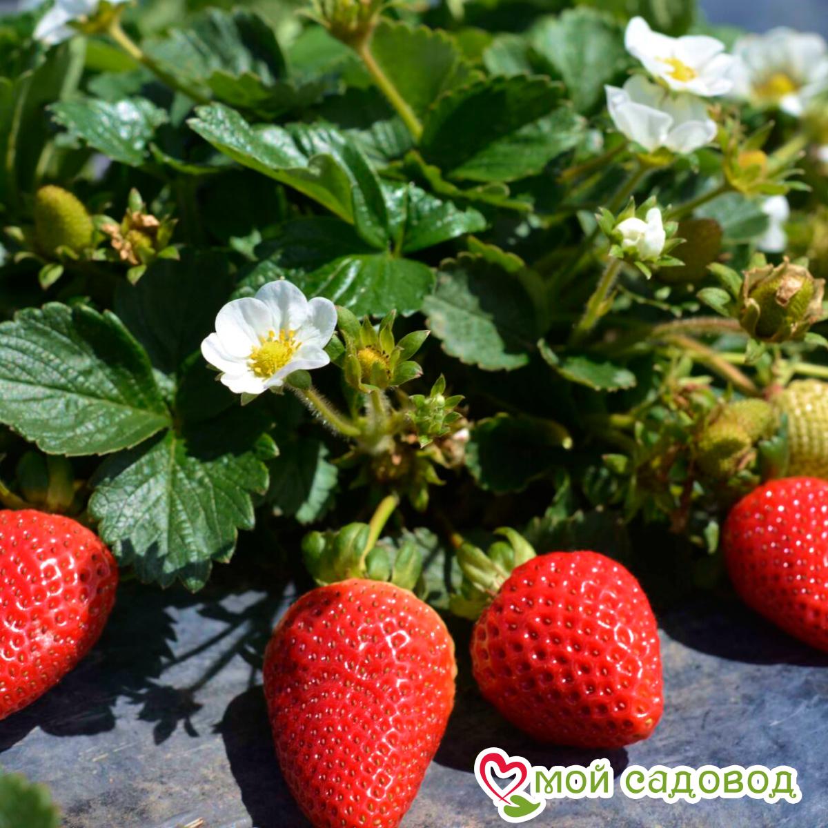 Клубника Крупноплодная Александра